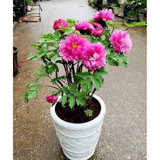 [MẪU ĐƠN KÉP] -  Hạt giống hoa mẫu đơn mix đủ màu siêu đẹp - Hàng nhâp