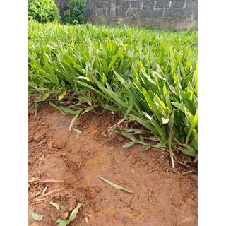 [CỎ LÁ TRE} - Hạt giống cỏ lá gừng ta, cỏ lá tre