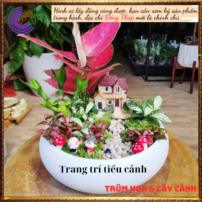 Cây Hồng Phát Lộc Đem Lại May Mắn Tài Lộc Để Bàn Lọc Không Khí ⏰ Hoa Mười Giờ Bonsai & Phụ Kiện