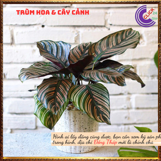 Chậu đuôi công sọc trắng cây để bàn lọc không khí đem đến may mắn💍 SHOP PP ONLINE CLICK 24 GIỜ