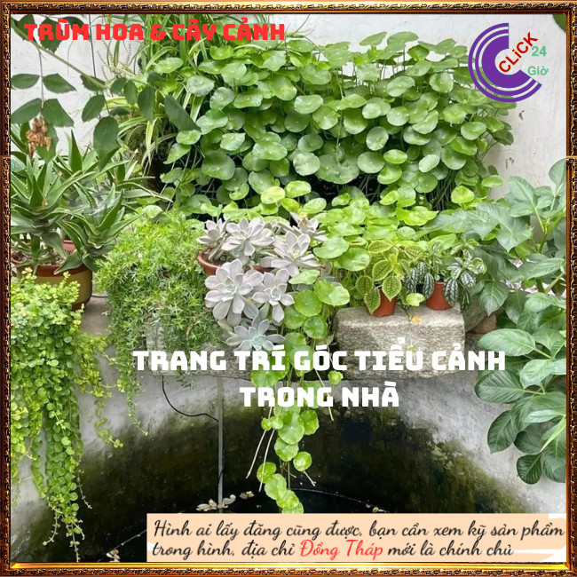 2 chậu cỏ đồng tiền để bàn may mắn xanh mướt xinh xắn rau má nhật⏰ TRÙM HOA VÀ CÂY CẢNH