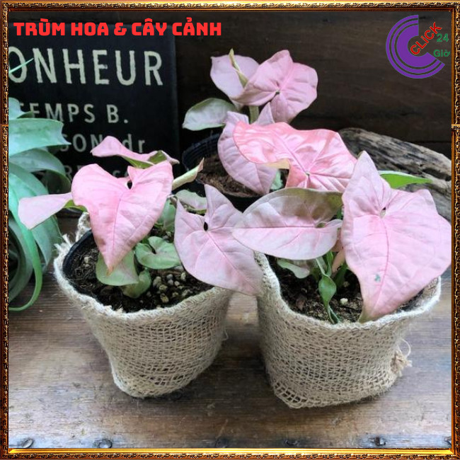 Chậu trầu bà hồng cây trồng trong nhà cây để bàn màu xinh xắn ⏰ TRÙM HOA VÀ CÂY CẢNH