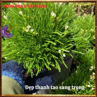Chậu Cỏ Mây Mỹ Sum Sê Siêu Cỏ Nền Xinh Xắn Đẹp Thanh Tao và Sang Trọng️️🥁MiMa market