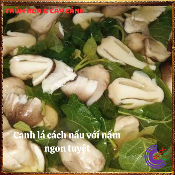 Chậu rau lá cách thơm ngon vừa là thảo dược ăn với bánh xèo thịt cuốn⏰Hoa Mười Giờ Bonsai & Phụ Kiện