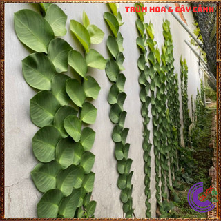 Chậu TẮC KÈ THÁI LÁ KHỔNG LỒ cao 60cm bám tườngđẹp và sang họ thằn lằn⌛Siêu Thị Hoa Và Cây Giống