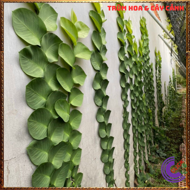 Chậu TẮC KÈ THÁI LÁ KHỔNG LỒ cao 60cm bám tườngđẹp và sang họ thằn lằn⏰TRÙM HOA VÀ CÂY CẢNH