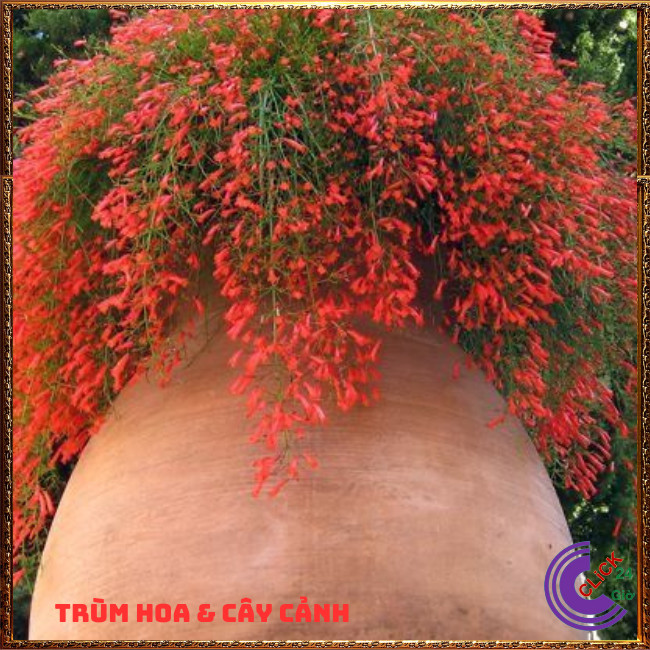 CHẬU CÂY XÁC PHÁO RŨ HOA LIỄU TƯỜNG LẠ MẮT RỰC RỠ QUANH NĂM ⏳ TRÙM HOA VÀ CÂY CẢNH