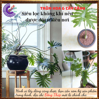 Chậu Trầu Bà Tay Phật Lá Xẻ Khía Lạ Mắt Hút Bức Xạ Của Đồ Điện Tử💍 SHOP PP ONLINE CLICK 24 GIỜ