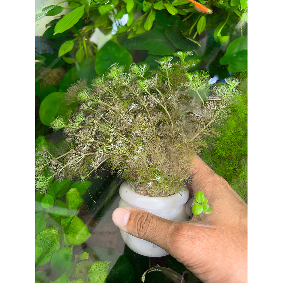 Tiểu Bảo Tháp (Cây Thủy Sinh) (Dạng Chậu) Trang Trí Bể Cá Cảnh, Thủy Sinh