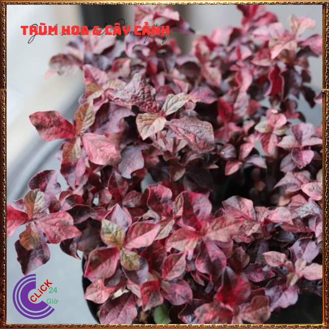 CHẬU CÂY RUBY ĐỎ TẠO SẮC ĐỐI LẬP KHI PHỐI MÀU THẢO HOA HOẶC TRỒNG VIỀN⏰Hoa Mười Giờ Bonsai & Phụ Kiện