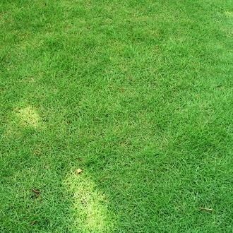 [HÀNG NHẬP KHẢU ] - Hạt giống Cỏ Nhung Nhật chuẩn {trồng cảnh qquan, sân vườn, dễ lên mầm)