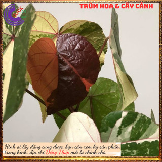 CÂY 7 MÀU TUYỆT ĐẸP LẠ MẮT SỢI VỎ THÂN SIÊU BỀN CHỊU ĐƯỢC NƯỚC MẶN️️🥁 MiMa market