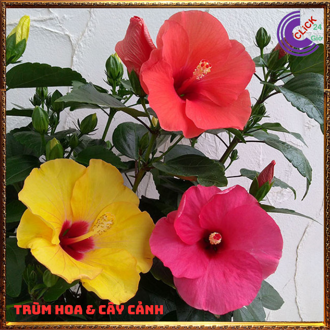 Chậu hoa râm bụt vàng tươi cánh đơn bông bụp thái đại hồng hoa cẩm quỳ⏰TRÙM HOA VÀ CÂY CẢNH