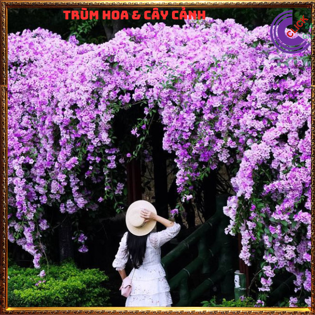 Cây ánh hồng lan tỏi xua đuổi rắn, côn trùng, trừ tà làm cổng rào⏰ Hoa Mười Giờ Bonsai & Phụ Kiện
