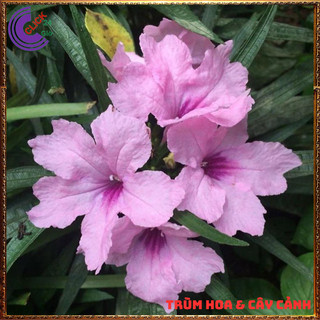 CHẬU HOA CHIỀU HỒNG NHẤT XINH HỒNG DẠ YẾN THẢO MEXICO NỞ QUANH NĂM️️🥁 MiMa market