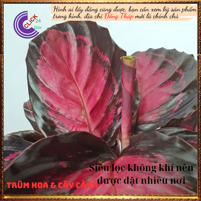 Cây đuôi công hồng cây trong nhà để bàn làm việc, lọc không khí hút⏰ TRÙM HOA VÀ CÂY CẢNH