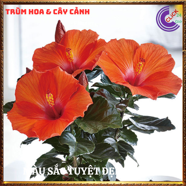 Chậu hoa râm bụt Cam cánh đơn bông bụp thái đại hồng hoa cẩm quỳ to⏰TRÙM HOA VÀ CÂY CẢNH