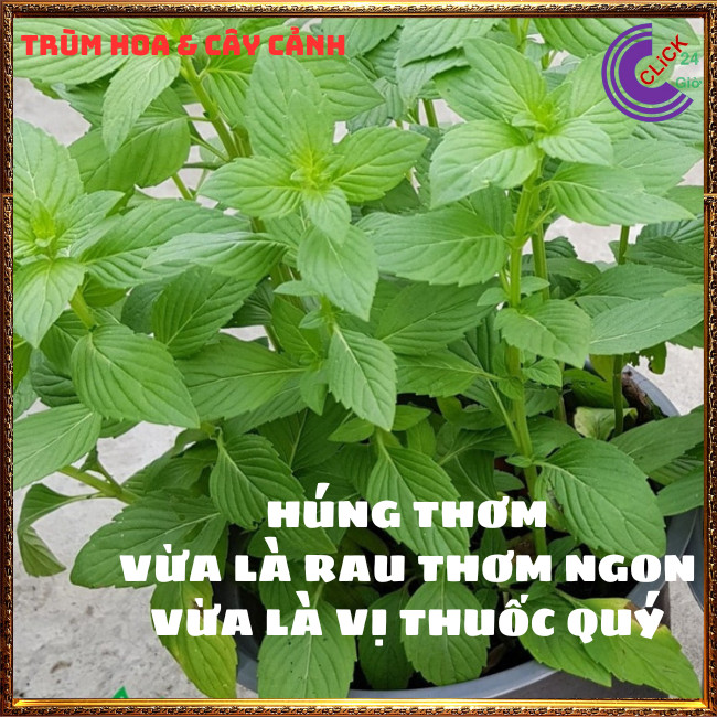 Chậu rau húng cây thơm ngon dậy vị cho món ăn rau nhà trồng mãi đỉnh⏰ TRÙM HOA VÀ CÂY CẢNH