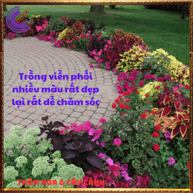 COMBO 5 CHẬU 5 MÀU LÁ GẤM SIÊU ĐẸP TÍA TÔ CẢNH ⏰ TRÙM HOA VÀ CÂY CẢNH