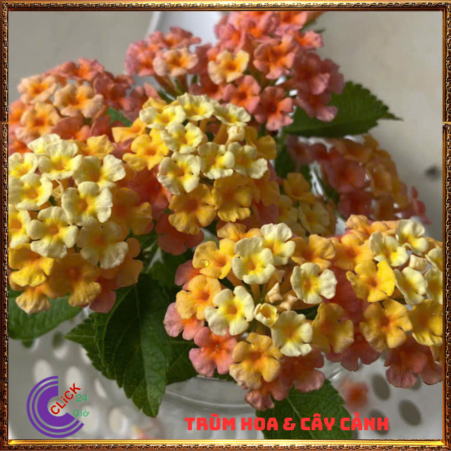 CHẬU TRÂM ỔI VÀNG CAM MƠ THƠM NGÁT SƯU TẦM NGŨ SẮC 50 MÀU RỰC RỠ⏳TRÙM HOA VÀ CÂY CẢNH