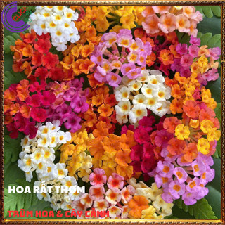 COMBO 9 CHẬU 9 MÀU HOA NGŨ SẮC TUYỆT ĐẸP THƠM NGÁT TRÂM ỔI RỰC RỠ️⚜️Siêu Thị Hoa Và Cây Giống