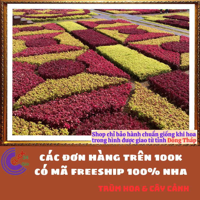 CHẬU CÂY KỶ DIỆU ĐỎ RỆU ĐỎ ĐEM LẠI MAY MẮN HẠNH PHÚC MÀU SIÊU ĐẸP⏰Hoa Mười Giờ Bonsai & Phụ Kiện