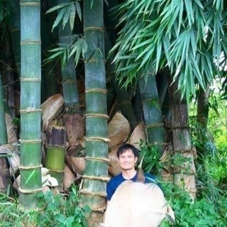 CHUẨN GIỐNG - Hạt Giống Tre khổng lồ MOSO thái lan, măng ngọt, năng xuất cao_Bạn với nhà Nông - Nông Nghiệp Việt