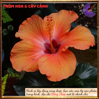 Cây hoa dâm bụt Cam cánh đơn bông bụp thái đại hồng hoa cẩm quỳ to🕰Yêu Nhà Yêu Hoa