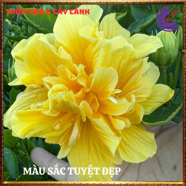 Cây hoa dâm bụt thái màu vàng cánh kép bông bụp đại hồng hoa cẩm quỳ⏰Hoa Mười Giờ Bonsai & Phụ Kiện