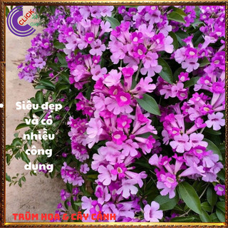Cây ánh hồng lan tỏi xua đuổi rắn, côn trùng, trừ tà làm cổng rào💍 SHOP PP ONLINE CLICK 24 GIỜ