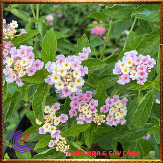 CÂY NGŨ SẮC HỒNG PHA LÊ TRỌN BỘ SƯU TẬP 50 MÀU TRÂM ỔI THƠM NGÁT ️💎 Siêu Thị Hoa