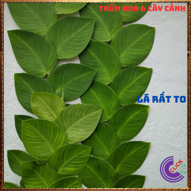 Chậu TẮC KÈ THÁI LÁ KHỔNG LỒ cao 60cm bám tườngđẹp và sang họ thằn lằn⏰TRÙM HOA VÀ CÂY CẢNH