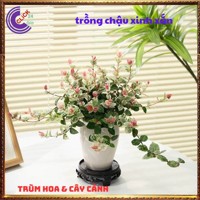COMBO 2 CHẬU THẰN LẰN CẨM THẠCH DÂY LEO BÁM TƯỜNG GIỐNG MỚI TUYỆT ĐẸP ⏰TRÙM HOA VÀ CÂY CẢNH