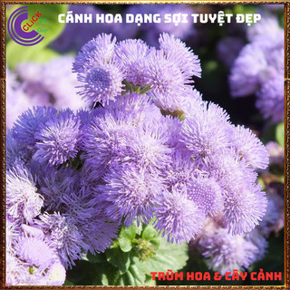 Chậu hoa CÚC LAM QUAN cúc sợi tím siêu đẹp dễ trồng nở quanh năm 💍 SHOP PP ONLINE CLICK 24 GIỜ