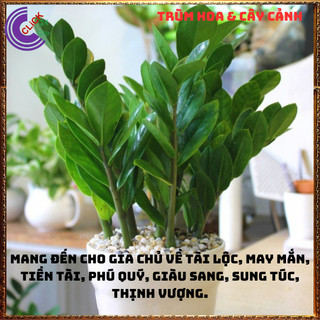CHẬU CÂY KIM PHÁT TÀI TO KHỦNG CAO LỚN HÚT TÀI LỘC MAY MẮN THỊNH VƯỢNG️💄Siêu Thị Hoa