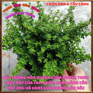 Đ Cây Hàm Hương To Thơm Mùi Cam Quýt Mật Ong Lưu Hương Lâu Dài ️🌮Yêu Nhà Yêu Hoa
