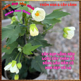 Chậu Cây Hoa Bụp Lồng Đèn MÀU TRẮNG KEM nở quanh năm tuyệt đẹp mới lạ️🌮VƯỜN HOA CỔ TÍCH