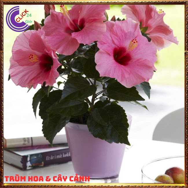 Chậu hoa râm bụt màu hồng cánh đơn bông bụp thái đại hồng hoa cẩm quỳ⏰TRÙM HOA VÀ CÂY CẢNH