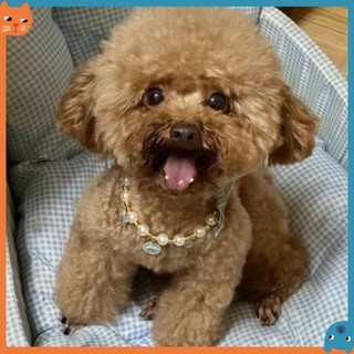 Vòng cổ thú cưng thời trang, Phụ kiện vòng cổ ngọc trai mèo, Vòng cổ bông mèo cưng, Vòng cổ trang sức ngọc trai
