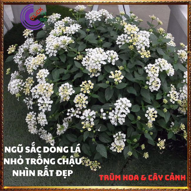 CHẬU TRÂM ỔI TRẮNG KEM THƠM NGÁT BỘ SƯU TẬP NGŨ SẮC 50 MÀU RỰC RỠ⏳ TRÙM HOA VÀ CÂY CẢNH