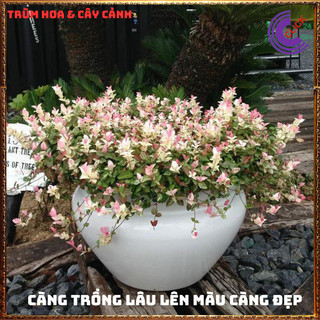 COMBO 2 CHẬU THẰN LẰN CẨM THẠCH DÂY LEO BÁM TƯỜNG GIỐNG MỚI TUYỆT ĐẸP ️️🥁MiMa market