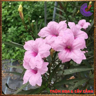 CHẬU HOA CHIỀU HỒNG NHẤT XINH HỒNG DẠ YẾN THẢO MEXICO SỐNG MÃNH LIỆT💍 SHOP PP ONLINE CLICK 24 GIỜ