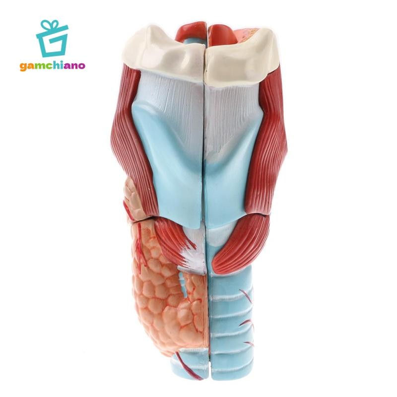 Gamchiano Magnification 2X Human Pharynx Larynx Model - 5 bộ phận có thể tháo rời, Đồ dùng sống động,