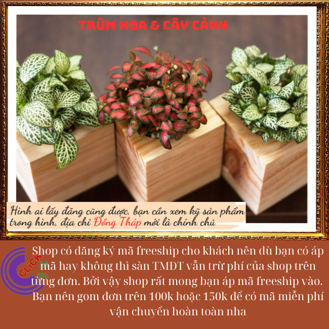 3 chậu cẩm nhung để bàn làm tiểu cảnh mini dễ thương ⏰ Hoa Mười Giờ Bonsai & Phụ Kiện