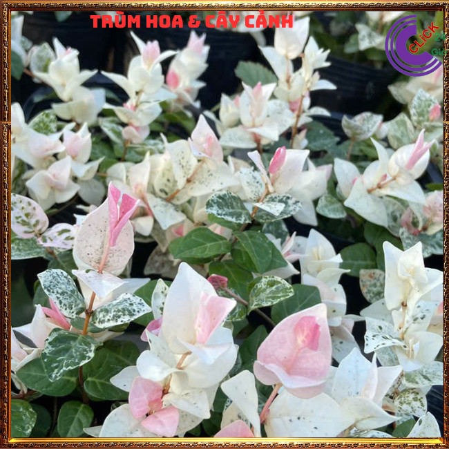 2 CHẬU THẰN LẰN CẨM THẠCH GIỐNG THÁI LEO TƯỜNG TRỒNG CHẬU SIÊU XINH⏰ TRÙM HOA VÀ CÂY CẢNH