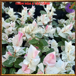 2 CHẬU THẰN LẰN CẨM THẠCH GIỐNG THÁI LEO TƯỜNG TRỒNG CHẬU SIÊU XINH️️🥁 MiMa market