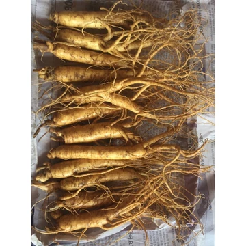 Nhân sâm hầm gà 500g (10-15 củ) nhập Từ Hàn Quốc, sâm tươi Hàn Quốc, ngâm mật ong, làm quà biếu
