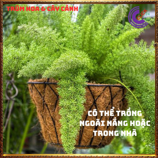 Chậu Cây Tùng Đuôi Chồn Để Bàn Cây Đuôi Cáo Cây Phát Tài Sung Túc️💄Siêu Thị Hoa
