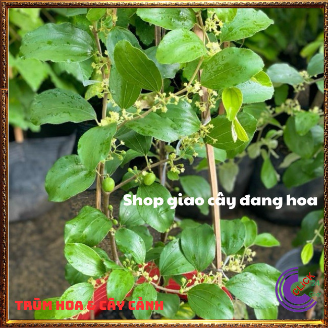 Cây Táo Thái Siêu Trái Ngọt Giòn Quả To Gấp 3 Lần Đang Có Hoa Rộ⏰ TRÙM HOA VÀ CÂY CẢNH
