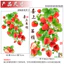 WY9039 Happy Lông Mày Dâu Tươi Trang Trí Mục Vụ Nhà Bếp Phòng Khách Dán Tường Ý Nghĩa Đẹp Nền Trái Cây